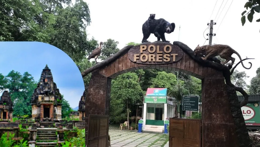 Polo Forest